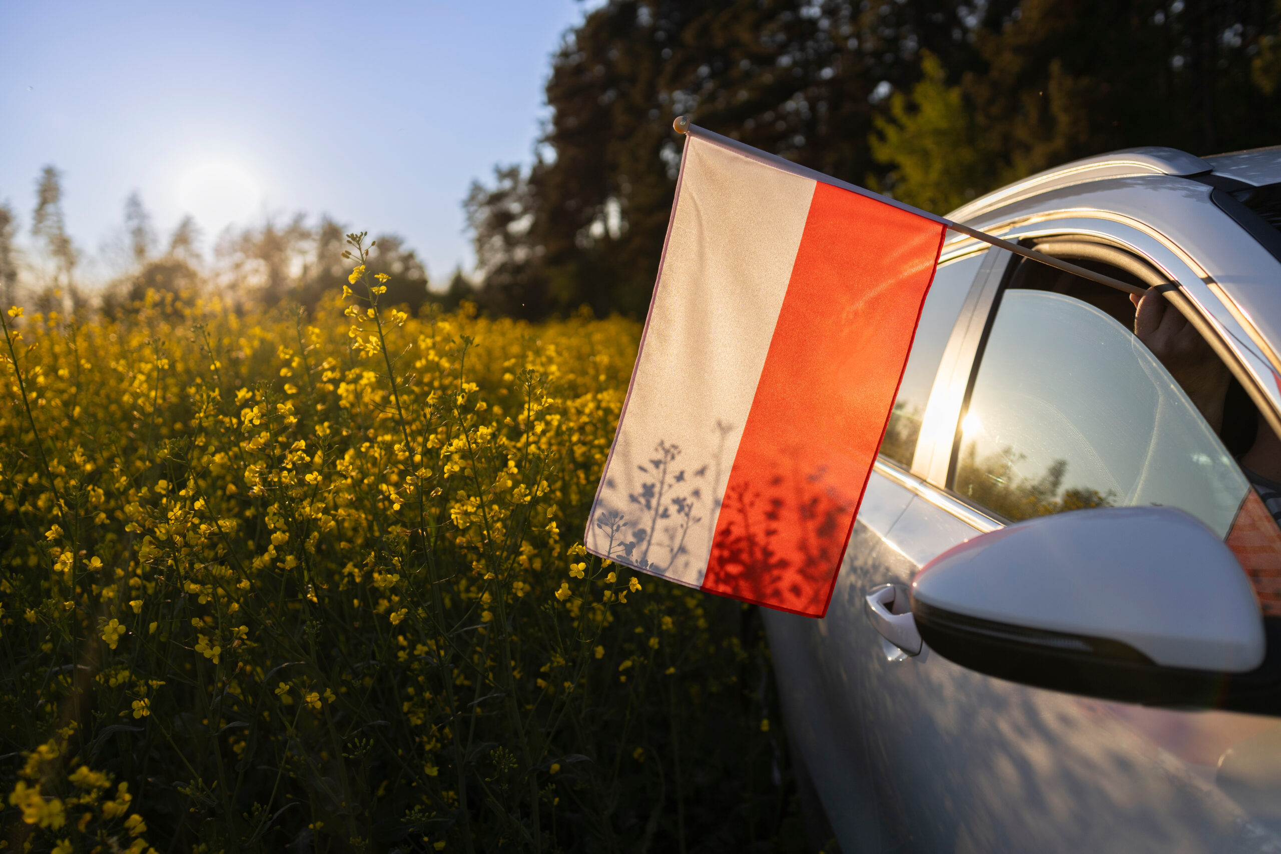 Person holds a Polish flag out of a car window in a canola field at sunset.